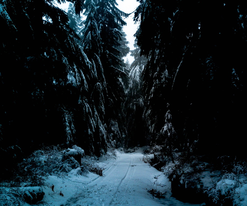 inline, road, outdoors, plant, trail, tranquility, covered, trees, track, tranquil scene, 2K, scenics - nature, transportation, direction, cold temperature