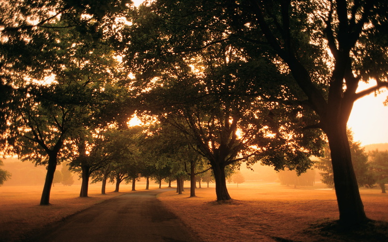 photography, inline, 1080P, hd, roadway, place, trees