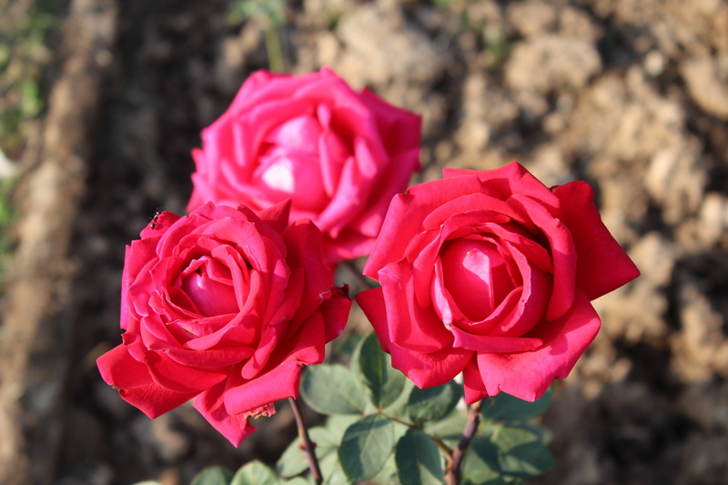 inflorescence, chandigarh, growth, red, fragility, romance, flowering plant, close-up, rose garden, springtime, day, india, flower, red rose, focus on foreground