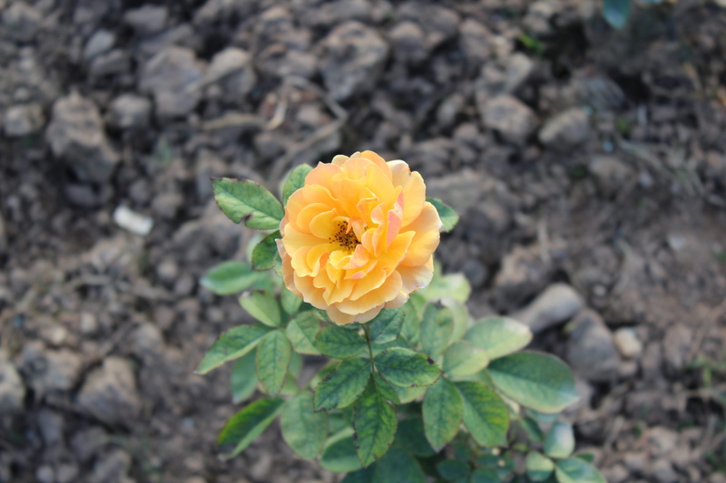 high angle view, rose garden, yellow, freshness, flower head, love, beauty in nature, chandigarh, vulnerability, india, outdoors, growth, rose, friendship
