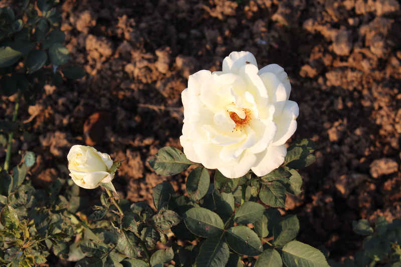 petal, white color, vulnerability, outdoors, day, leaf, plant, land, fragility, rose, white rose, flower head, nature, close-up, freshness, pollen, flower