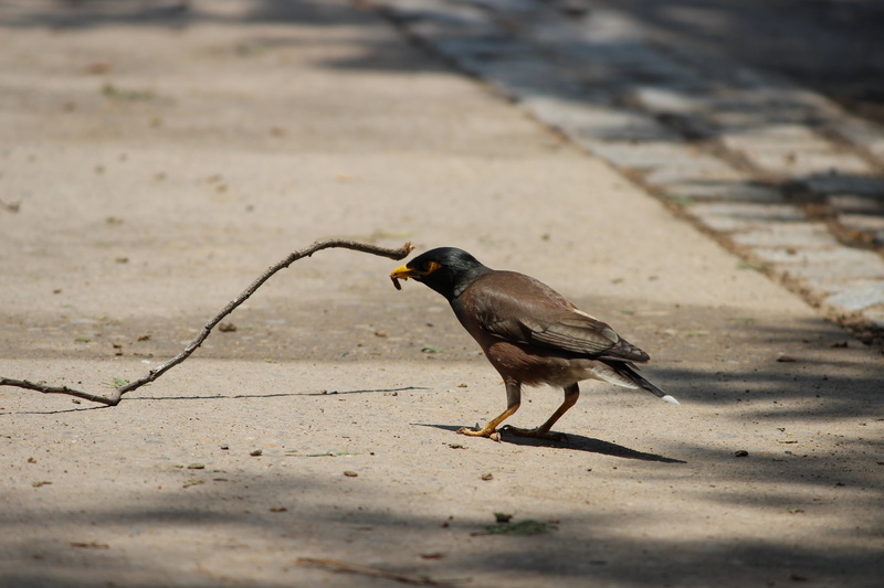 land, nature, full length, zoology, chandigarh, natural, animals in the wild, eating, animal wildlife, wildlife, vertebrate, no people, meal, shadow, selective focus