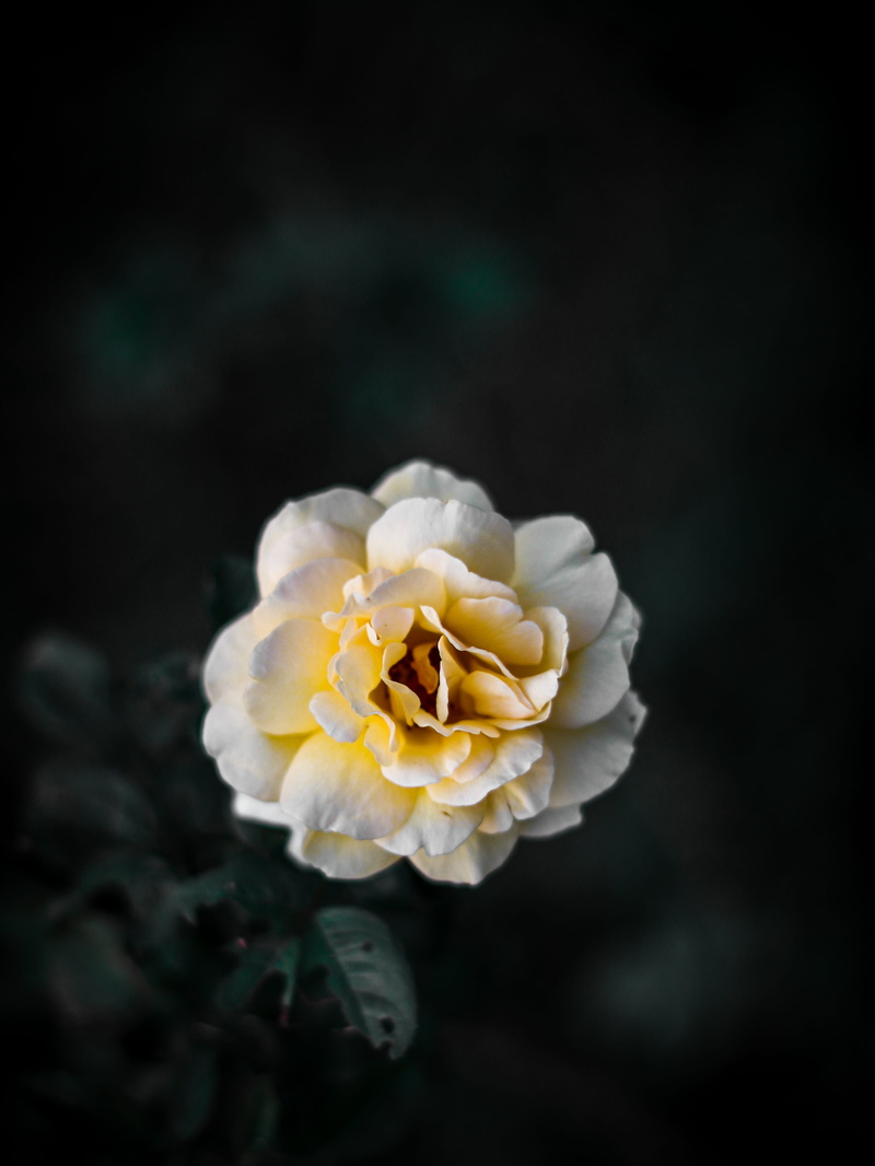 india, white color, yellow, chandigarh, rose, blossom, petal, growth, flower arrangement, rose garden (chandigarh), crocus, flora, close-up, plant, focus on foreground