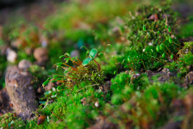 leaf, tree, close-up, beauty In Nature, season, gass, growth, summer, mushroom, field, botany, outdoors, selective focus, beginnings, vulnerability, moss