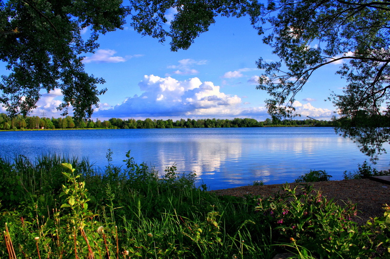 gass, Nature, trees, near, water, 1080P, green, daylight, body, clouds, river