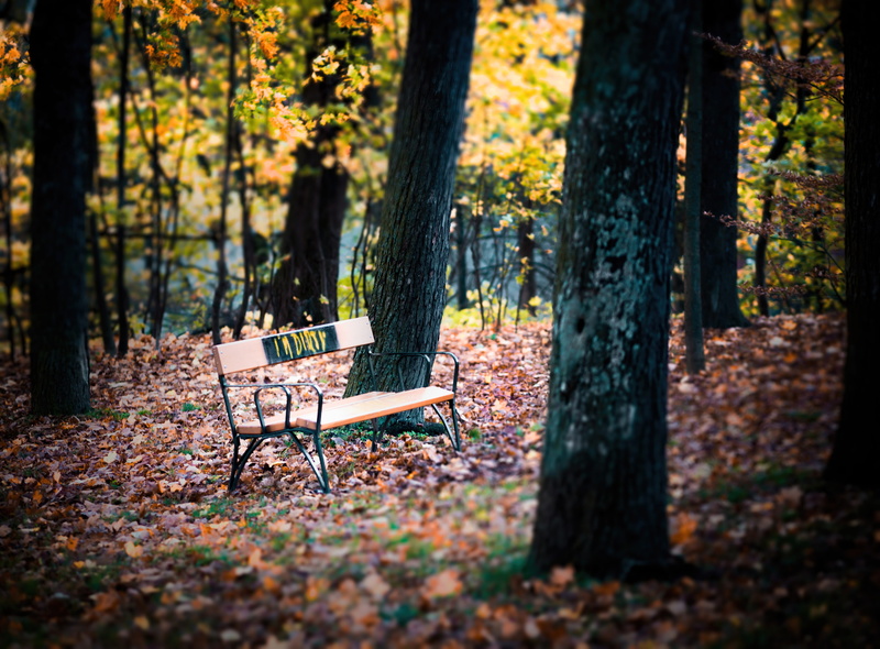 change, forest, absence, austria, plant part, land, park bench, autumn, outdoors, tranquility, plant, sycamore, furniture, daytime, bench, beauty in nature