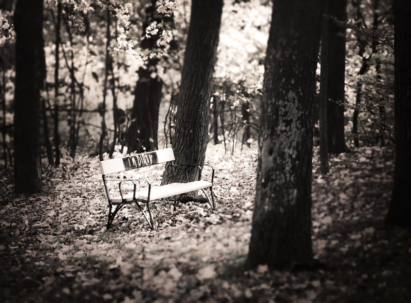 sunlight, nature, land, seat, tranquility, tranquil scene, austria, bench, tree, empty, day, trunk, 5K, outdoors, woodland, park, franz-glaser-gasse 22