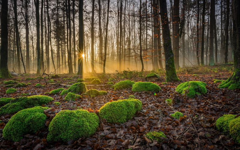 gassing, nature, moss, tree trunk, hd, stones, tranquil scene, beauty in nature, tranquility, outdoors, forest, environment, fog, sunbeam, scenics - nature