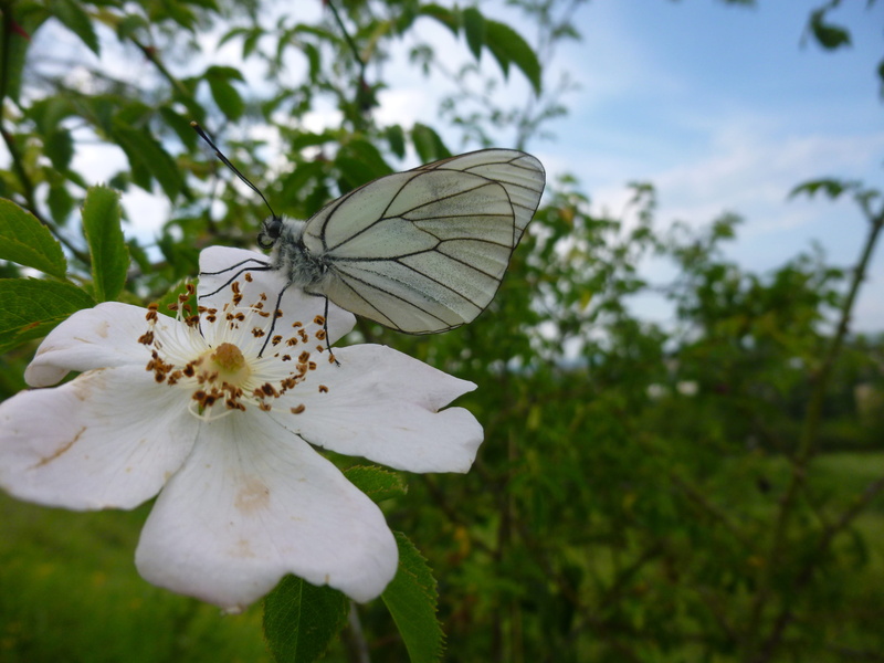 plant, outdoors, beauty in nature, butterfly - insect, day, no people, flower head, focus on foreground, white, petal, gassed, animal wing, butterfly, insect