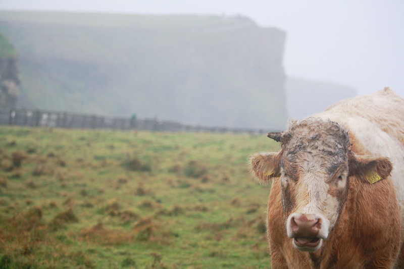 cattle, nature, focus on foreground, animal head, brown, mammal, one animal, grassland, ireland, green, land, grass, animal, calf, bull, no people, day