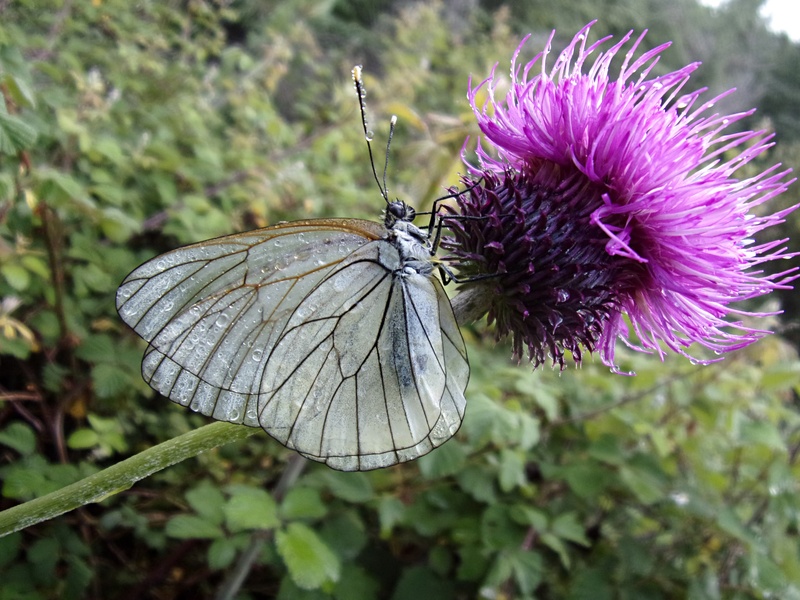 nature, one animal, cévennes, pollination, freshness, flowering plant, animal wildlife, close-up, invertebrate, animals in the wild, butterfly, no people
