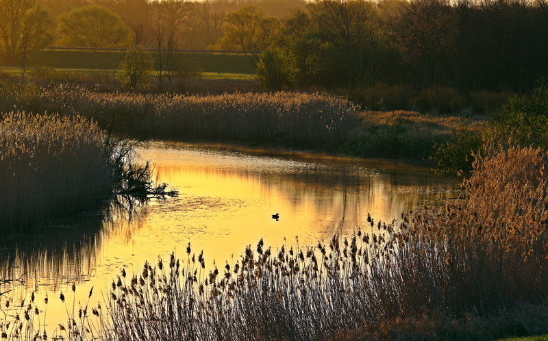 elbe, animals in the wild, idyllic, river, surrounded, sunrise, 5K, reflection, gass, nature, green, tree, bank, scenics - nature, non-urban scene, sunset