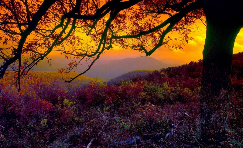 landscape, Autumn, branch, plant, environment, gass, growth, beauty in nature, red, mountain, leafed, no people, sky, non-urban scene, field, outdoors