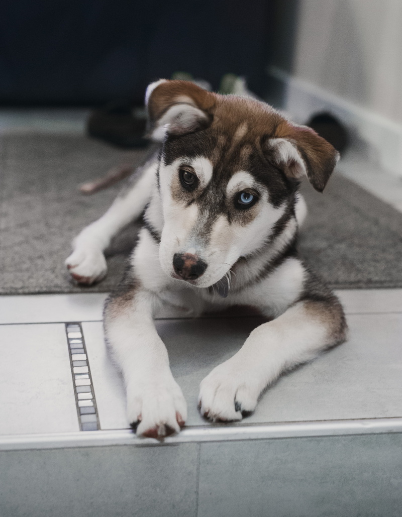 mammal, indoors, domestic animals, stair, no people, portrait, dog, close-up, ears raised, vertebrate, focus on foreground, 4K, canine, looking at camera