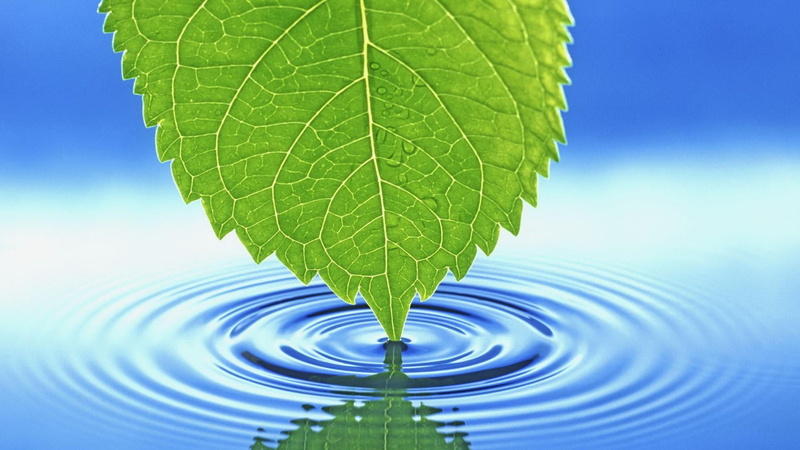 zen-like, protection, clear, water, blue, no people, plant, global, purity, drop, world, studio shot, close-up, circle, tranquility, beauty in nature, plant part