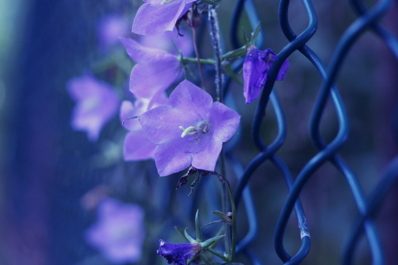 nature, petaled, 720P, cyclone fence, purple, small  blue, creeping, bokeh, flowers, cyclone, hbw, flower, chain link, view, vine, soft, fence, pretty