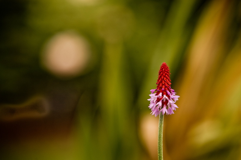 red, selective, wealth, photography, Tivoli Gardens, denmark, plant, trafalgar, flower, selective focus, HBW, copenhagen, 2K, focus, close-up, summer