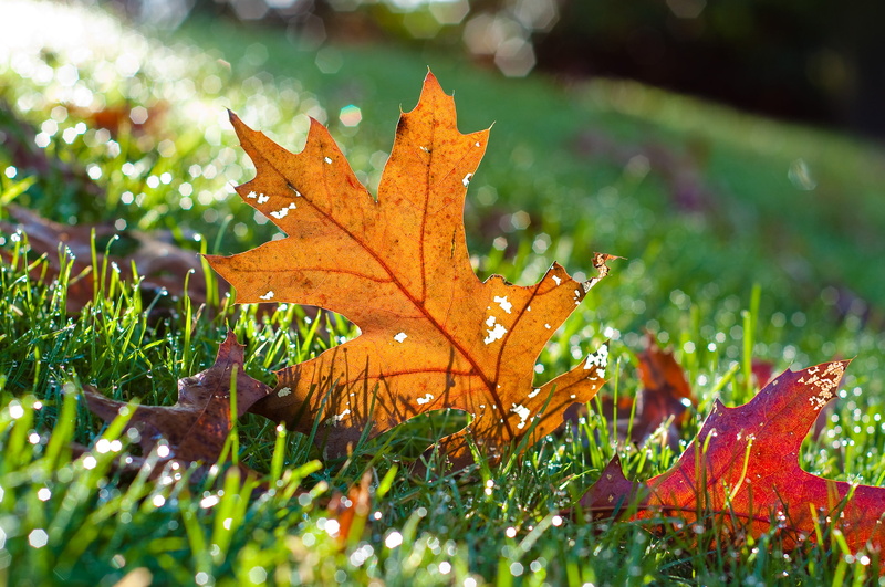 season, Wednesday, tree, yellow, shallow, leaf, Richmond, nature, Bokeh, red, points, HBW, 2K, focus, autumn, dew, forest, fallen  leaf, backgrounds, grassy