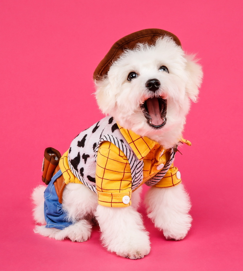 domestic, one animal, mammal, 2K, white, indoors, portrait, pets, dog and, pet clothing, scarf, cute, canine, maltese, dog, sitting, clothing, no people