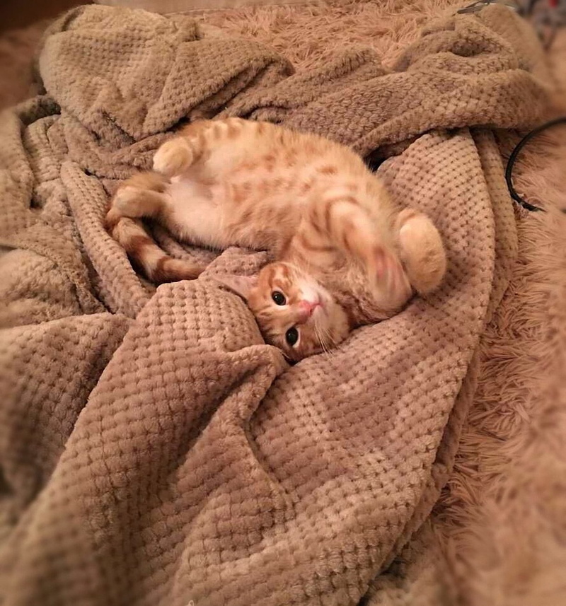 domestic animals, animal, orange, domestic cat, kitten, brown, sleeping, mammal, textile, animal themes, eyes closed, feline, pet, rug, pets, one animal