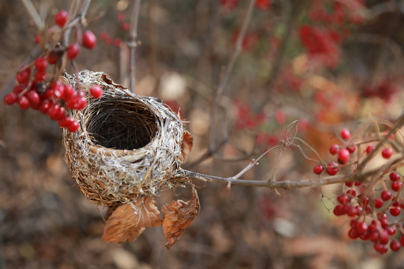 branch, beauty in nature, home, nest, freshness, leaf, now, the birds nest, twig, tree, fruit, red, day, 5K, plant, focus on foreground, food and drink