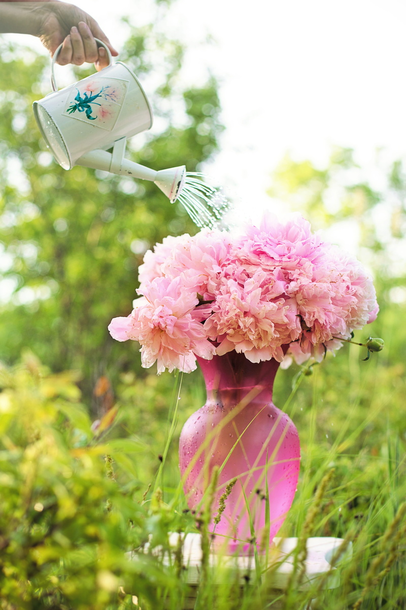 outdoors, blossoms, water, bouquet, peonies, centerpiece, beauty in nature, vase, close-up, pink, grass, blooms, romance, flowering plant, garden, plant