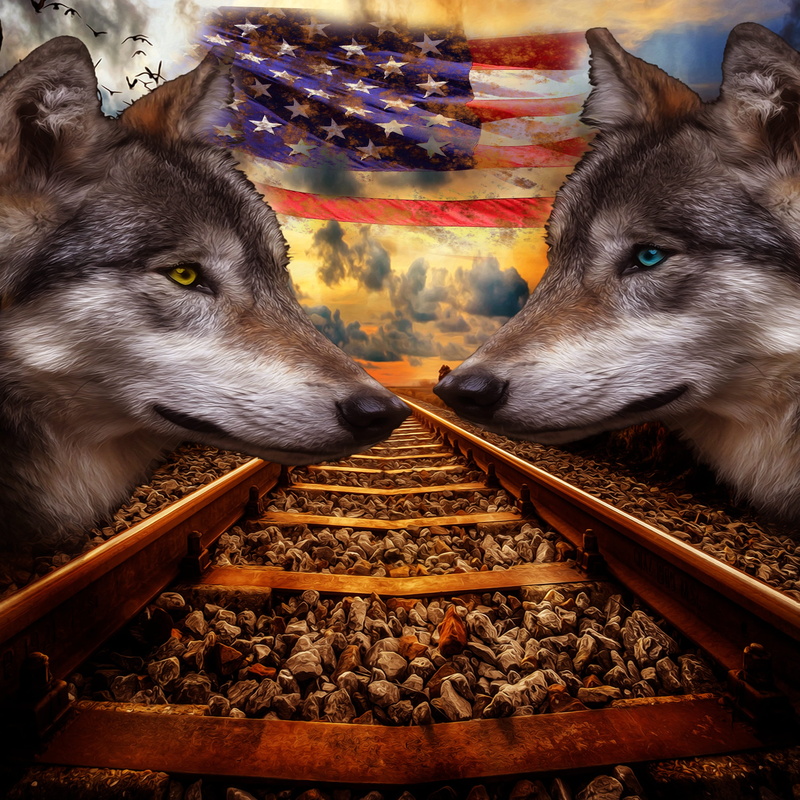 seemed, dog, animal themes, 2K, flag, romantic, dom, domestic, animal, relaxation, pets, vertebrate, wolf, united states, day, wood - material, portrait