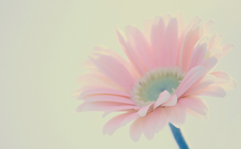 flowering plant, Gerbera, Explore, Daisy, beauty in nature, toyama, Japan, freshness, growth, Beautiful, no people, vulnerability, 4K, pink color, selective focus