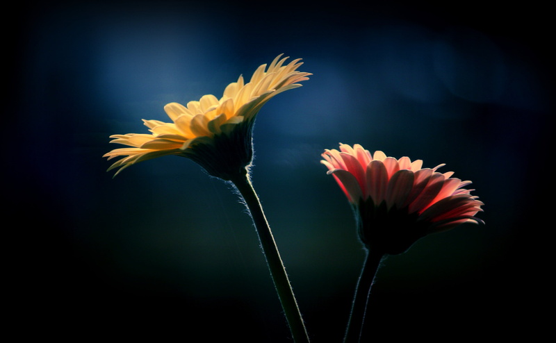 Dark, Black, side, theunforgettablepictures, toyama, himi, will, Flower, 4K, Japan, garbera, bright, Aero, look
