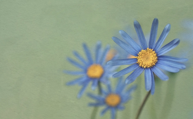 Daisy, vulnerability, nature, indoors, himi, softness, close-up, studio shot, flowering plant, purple, freshness, selective focus, Flower, Vintage, no people