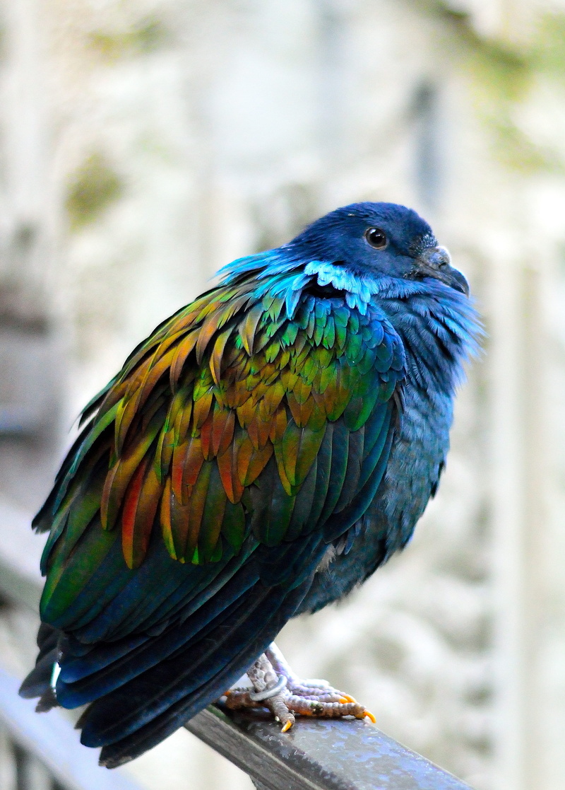 wings, fly, handrails, creature, nicobar pigeon, beak, wildlife, zoology, bird, day, animal themes, dom, branch, photography, majestic, daytime, feather