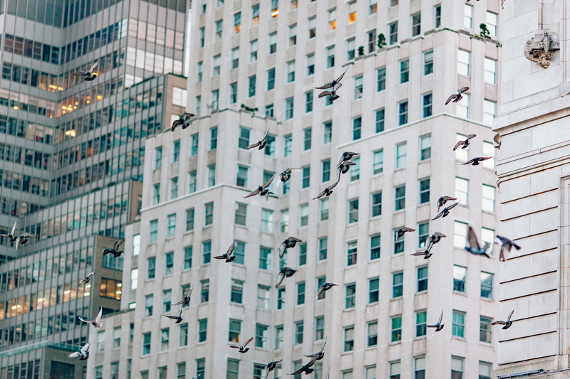 skyscraper, architecture, residential district, flying bird, building exterior, travel destinations, street, urban, flock, built structure, day, low angle view