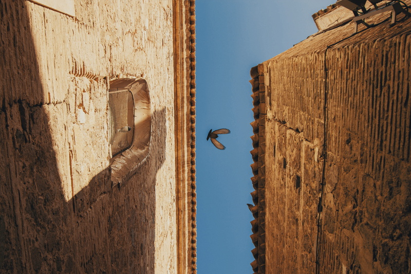 animal themes, wall, building exterior, eagle, concrete, blue, facade, pigeon, architecture, fly, old, sunny, air, daytime, stone, photography, clear, day