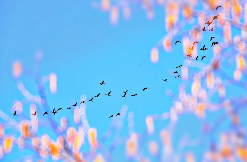 flock Of Birds, outdoors, color, bird, large group of animals, birds, nature, animal, no people, motion, daytime, animal wildlife, animal themes, animals in the wild