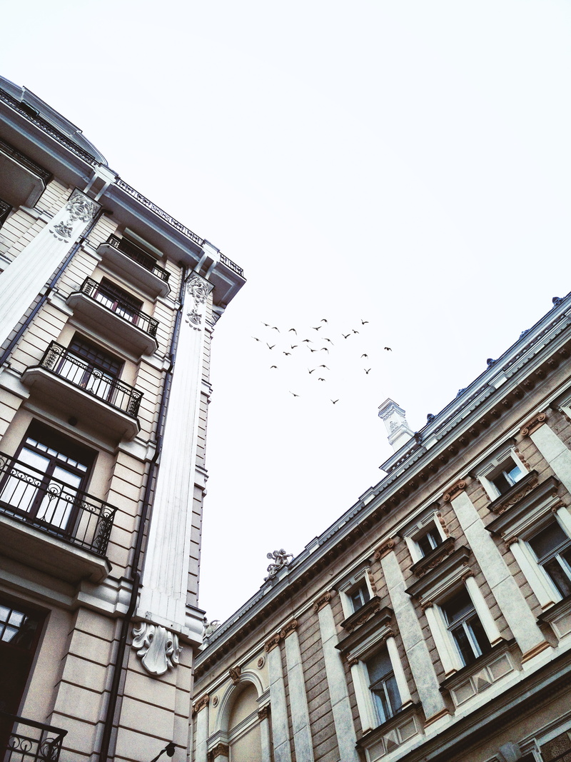 flying bird, low angle view, building exterior, flock of birds, s, view, vertebrate, no people, animals in the wild, large group of animals, worm, bird