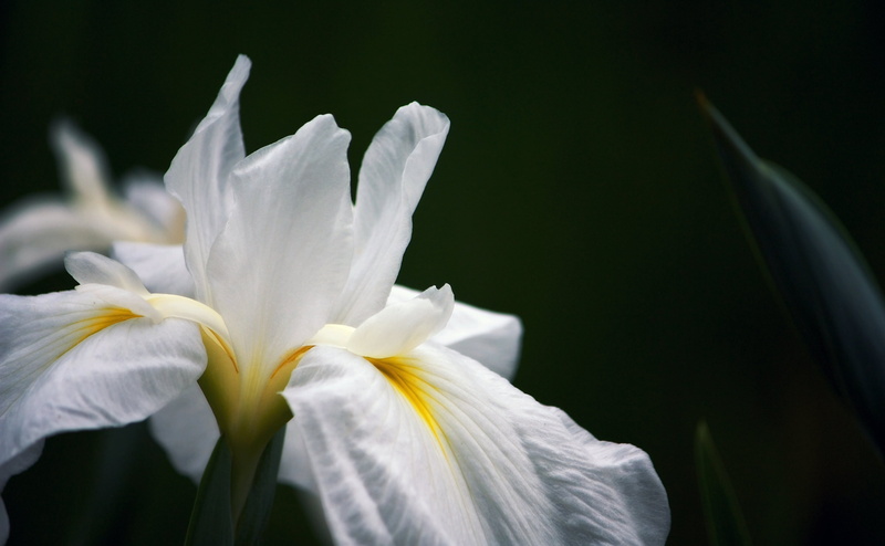 flowering plant, white, pollen, growth, close-up, ranjou, flower head, white color, Nature, 4K, Flower, outdoors, plant, tonami, Dark, inflorescence, petal