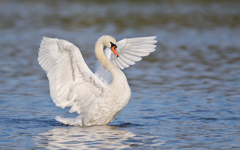 relatives, include, close, geese, lebed, within, ducks, 1080P, swans, genus, family, birds, anatidae