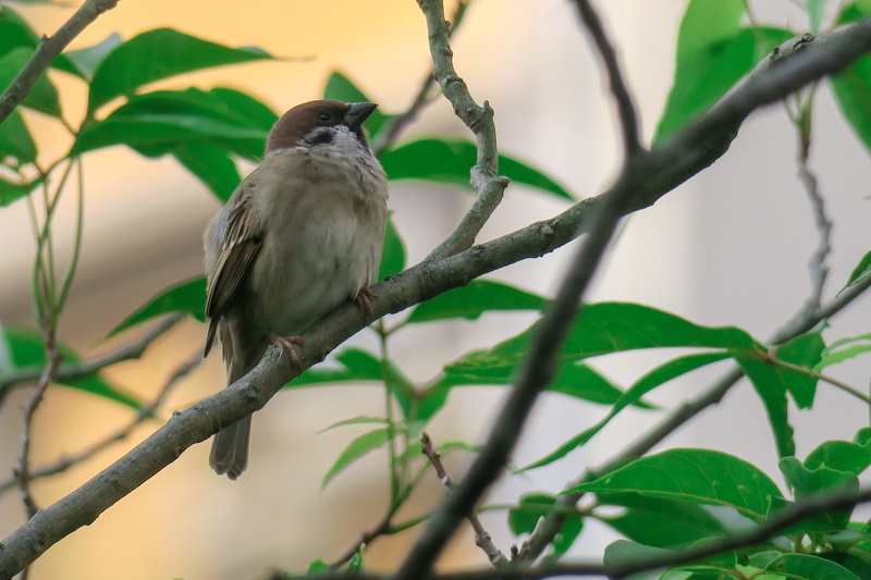 perching, sparrow, natural, vertebrate, animal themes, green color, common birds, stone, cool, branch, animal, bird, nature, outdoors, coffee, animal wildlife