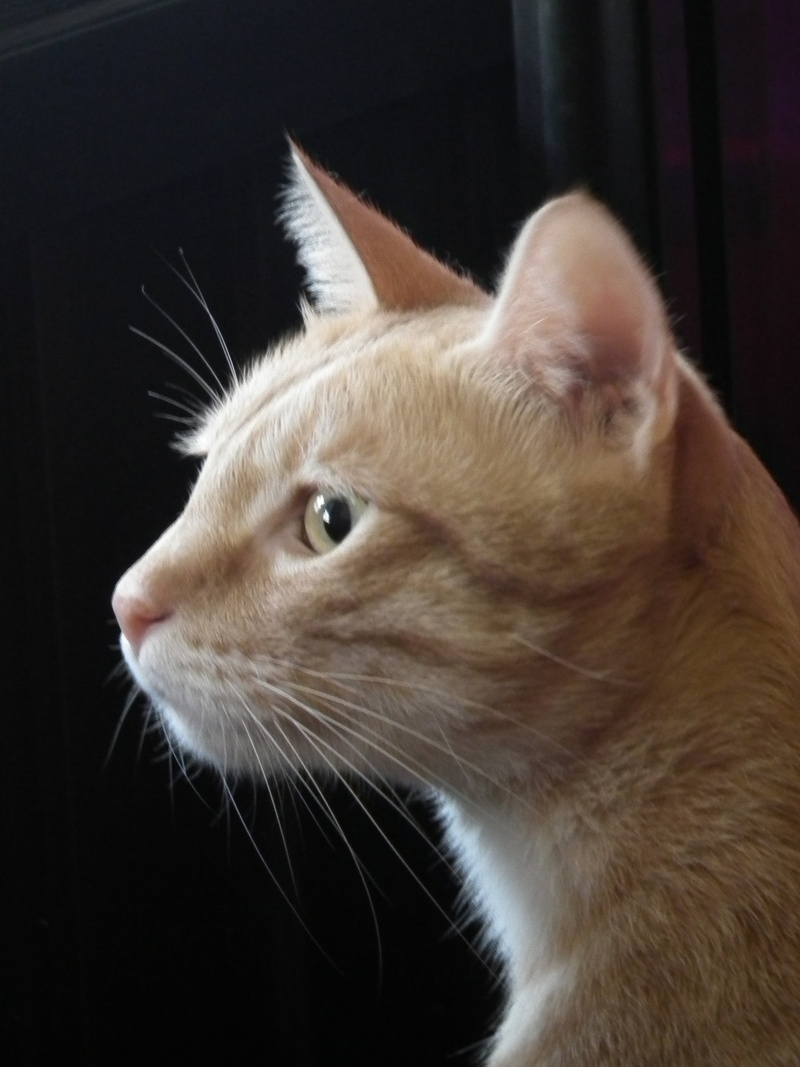 pets, cat mia, animal body part, gel reviews, looking away, animal, animal head, looking, indoors, no people, vertebrate, close-up, pet, animal themes