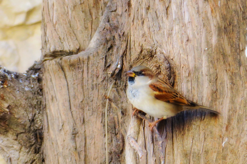 bird, pet, one animal, perching, tree trunk, stone, beautiful port, palm, close-up, animal, nature, natural, fly, tree, outdoors, focus on foreground, animal themes