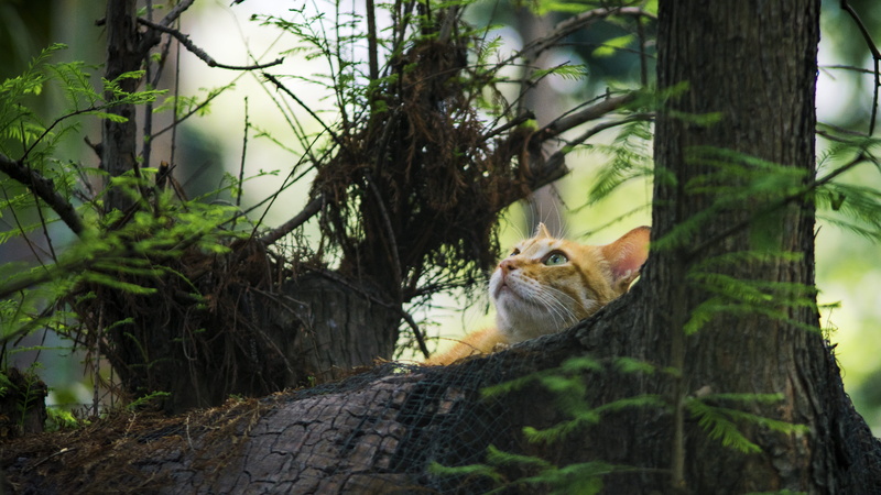 tree, outdoors, cuteness, tree trunk, leaf, nature, light, wildlife, feline, rodent, beautiful, park, lateral face, gel reviews, animals in the wild, head