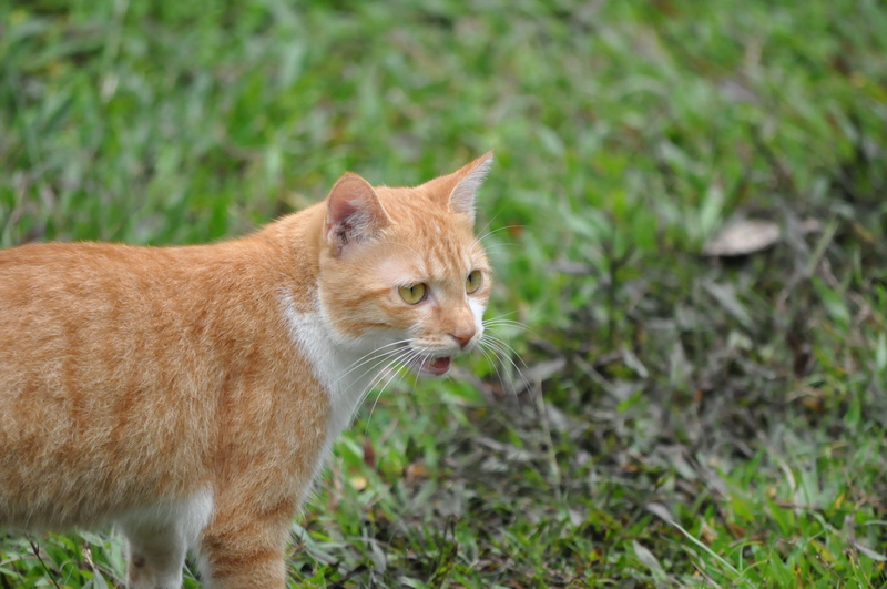 one animal, plant, no people, field, animals, ginger cat, grass, cat, domestic, vertebrate, cute, standing, cuteness, animal themes, gel reviews, land