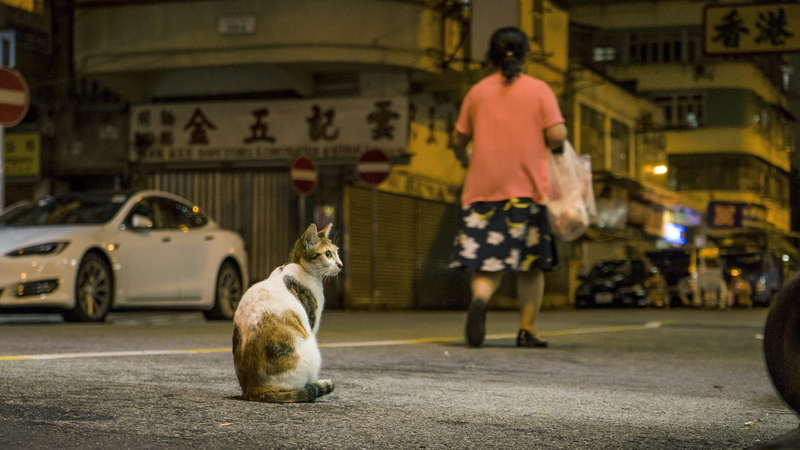 automotive, outdoor, gel reviews, adult, lateral face, full length, people, architecture, building exterior, social issues, cat mia, one animal, pet owner