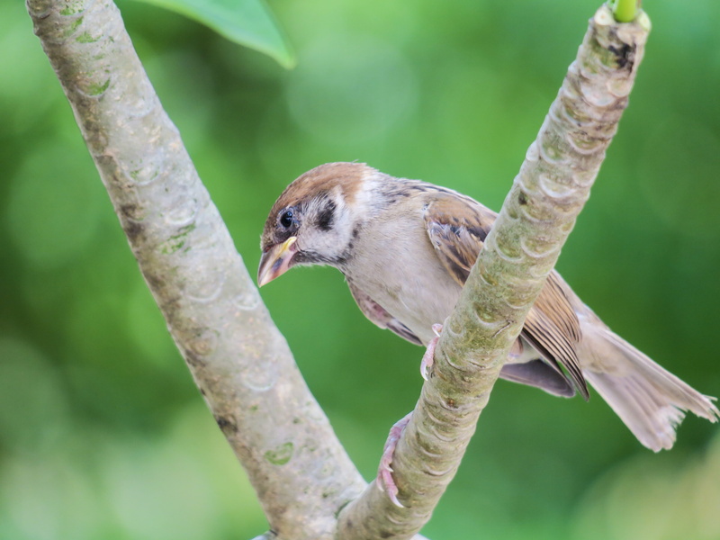 plant, selective focus, beauty in nature, focus on foreground, outdoors, eye, animal themes, bird, properties, feather, animal wildlife, palm, cool, perching