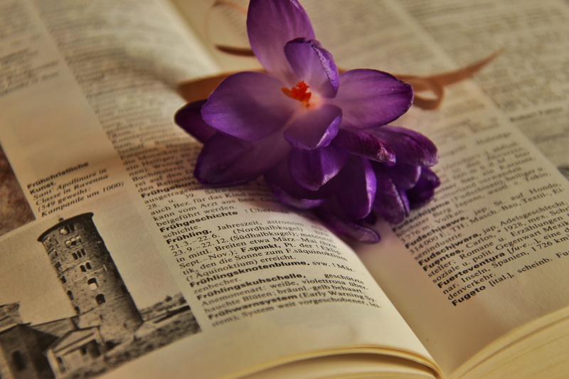 inflorescence, petal, flower head, no people, flowers, selective focus, text, lexicon, garden, page, vulnerability, beauty in nature, publication, 5K