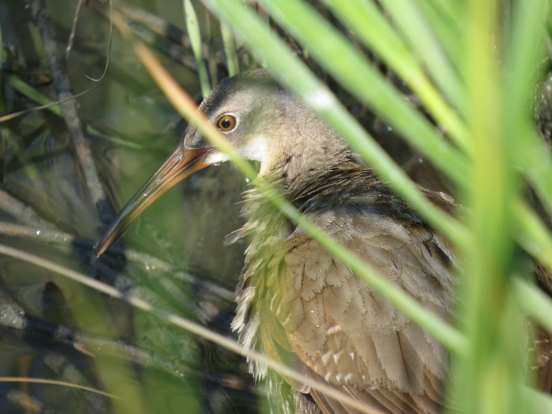 eco, green color, animal body part, environment, beak, zoology, wing, clapper rail, biology, bird, flight, reeds, avian, outdoor, one animal, creature