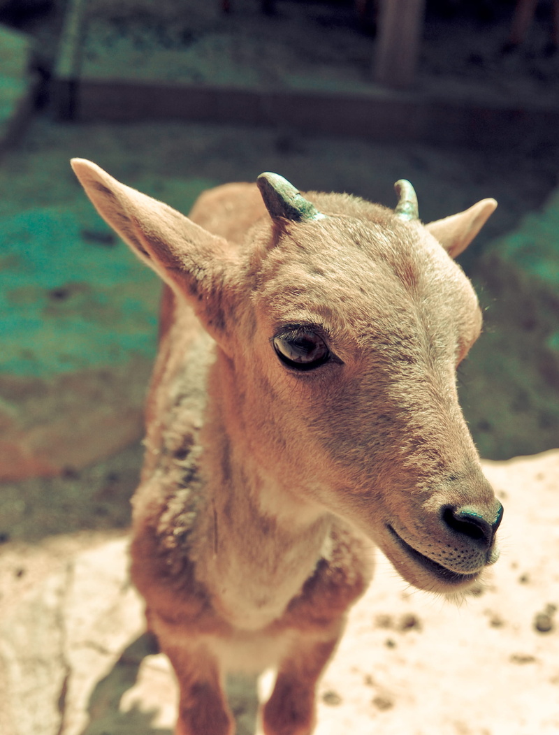 kid, farm, daytime, animal themes, looking at camera, brown, deer, nature, animal wildlife, snout, animal body part, spring, mammal, domestic animals, close-up