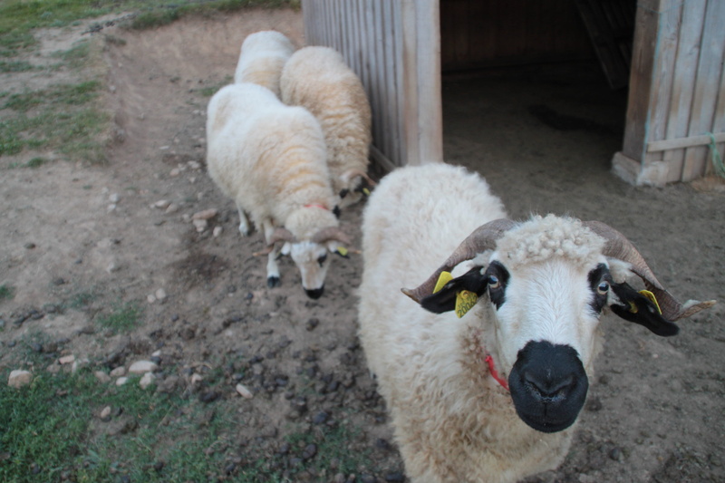 cylinder, lamb, portrait, livestock, snout, vertebrate, llama, 4K, goat, day, outdoors, four, standing, ground, herbivorous, wildlife, wool, bandage, young animal