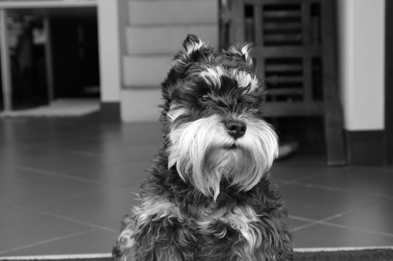 home interior, terrier, domestic animals, puppy, portrait, tiled floor, dog, mammal, domestic, animal hair, house, airedale, indoors, floor, canine, animal themes