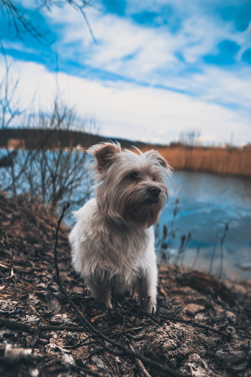 shih tzu, sitting, leash, white dog, grass, small, animal themes, canine, animal, water, no people, vertebrate, plant, sky, fern, one animal, domestic